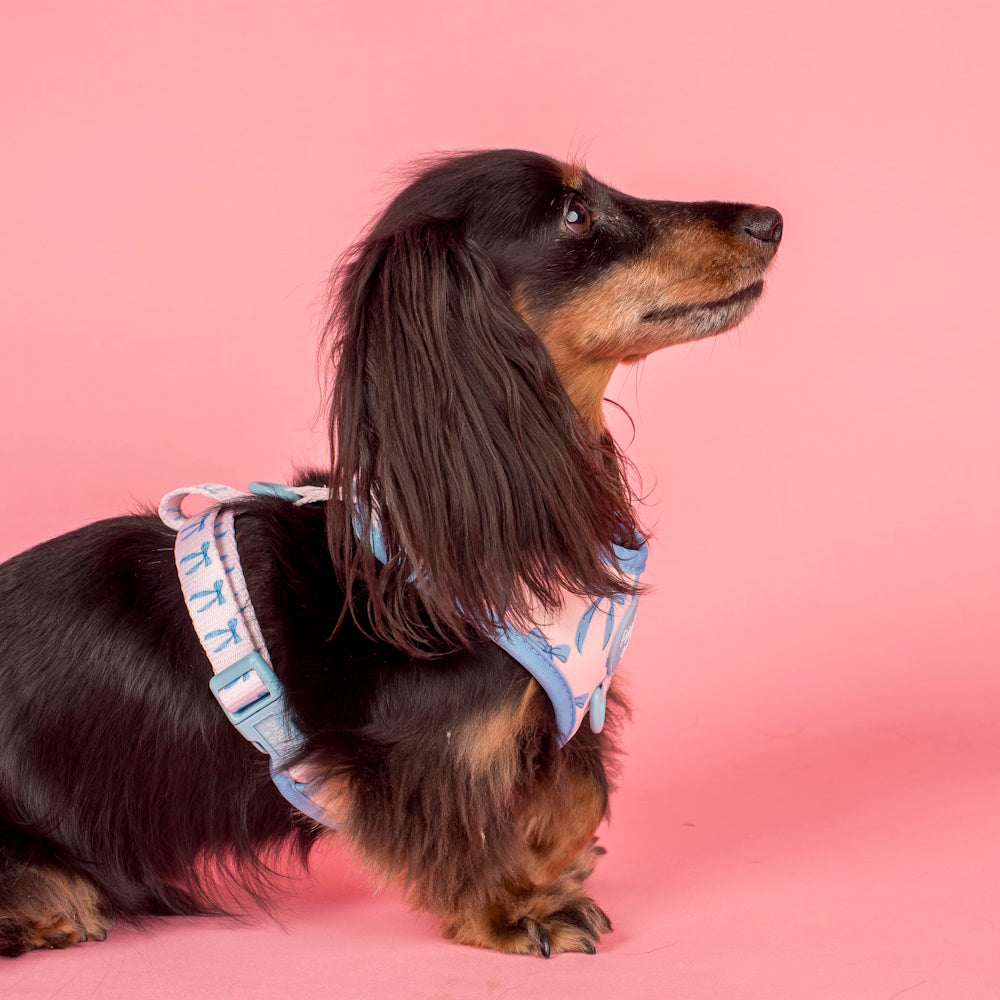 Pablo & Co Baby Blue Bows Adjustable Harness
