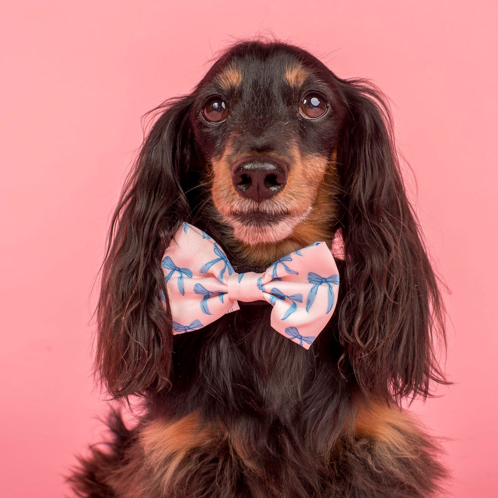 Pablo & Co Baby Blue Bows Bow Tie