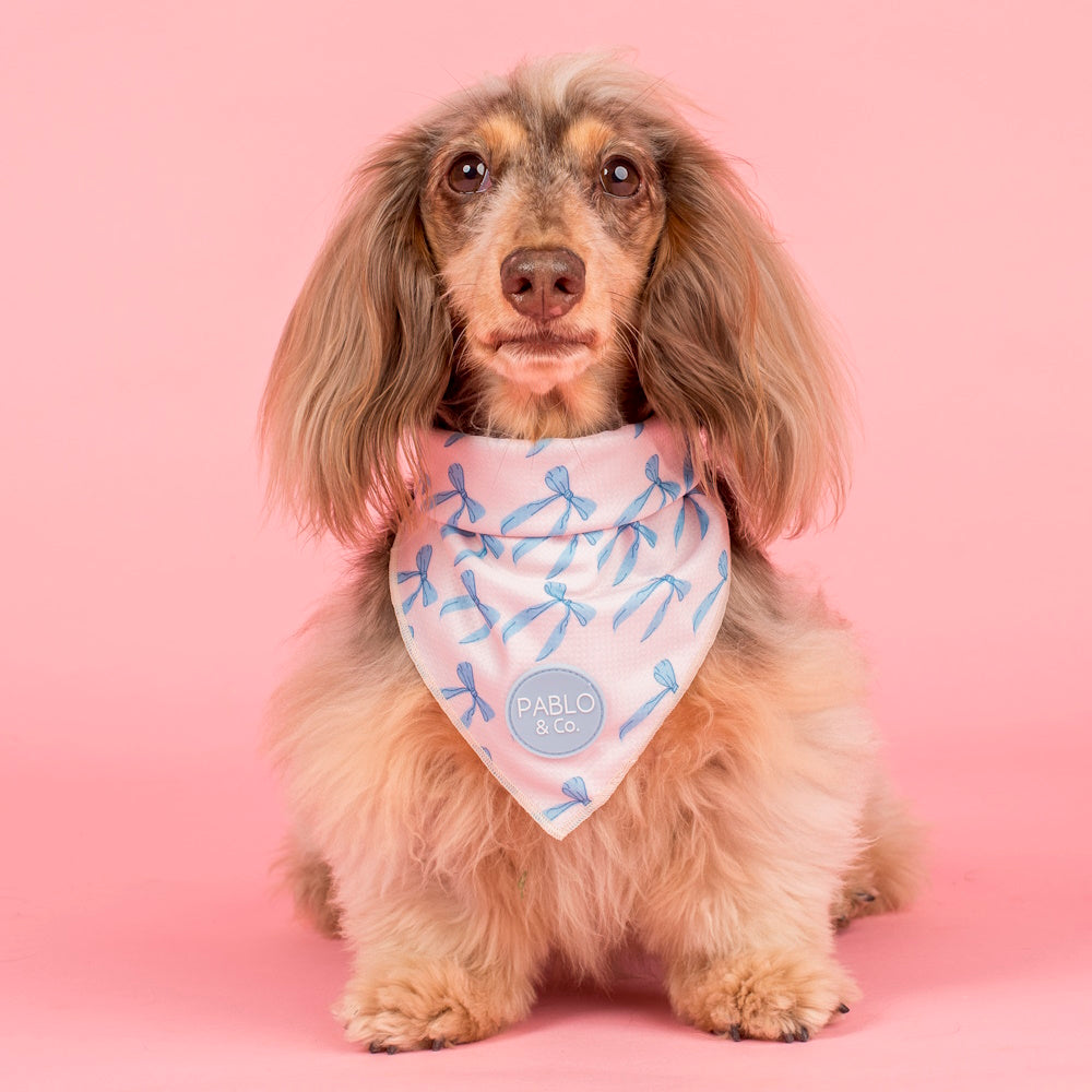 Pablo & Co Baby Blue Bows Bandana