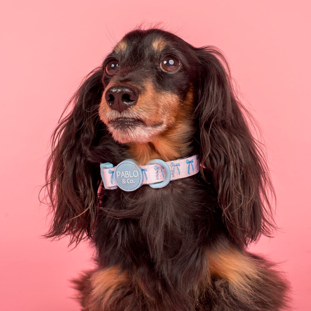 Pablo & Co Baby Blue Bows Dog Collar