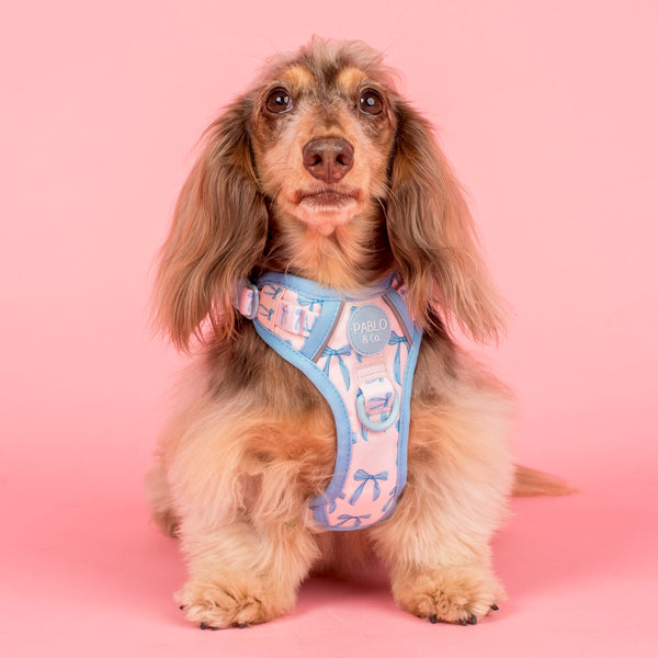 Pablo & Co Baby Blue Bows No Pull Harness