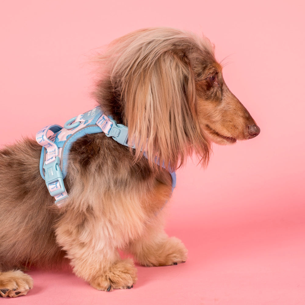 Pablo & Co Baby Blue Bows No Pull Harness