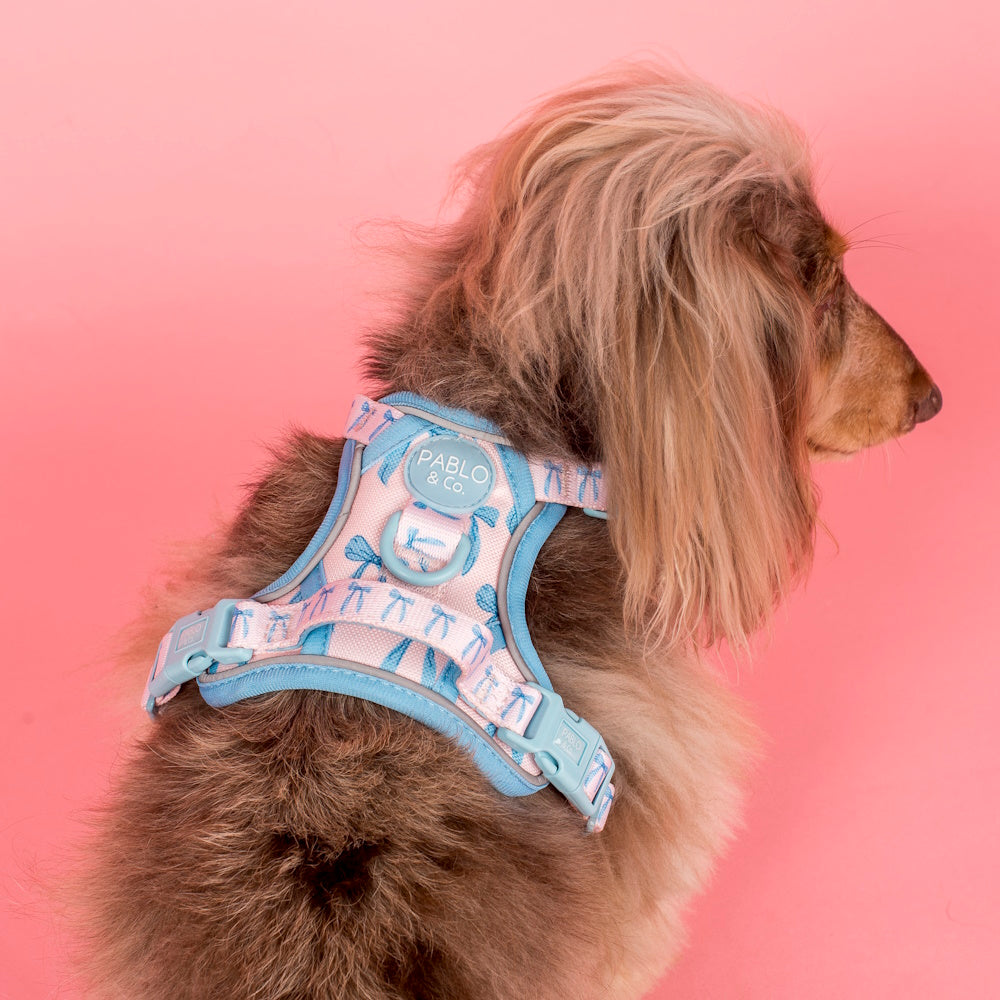 Pablo & Co Baby Blue Bows No Pull Harness