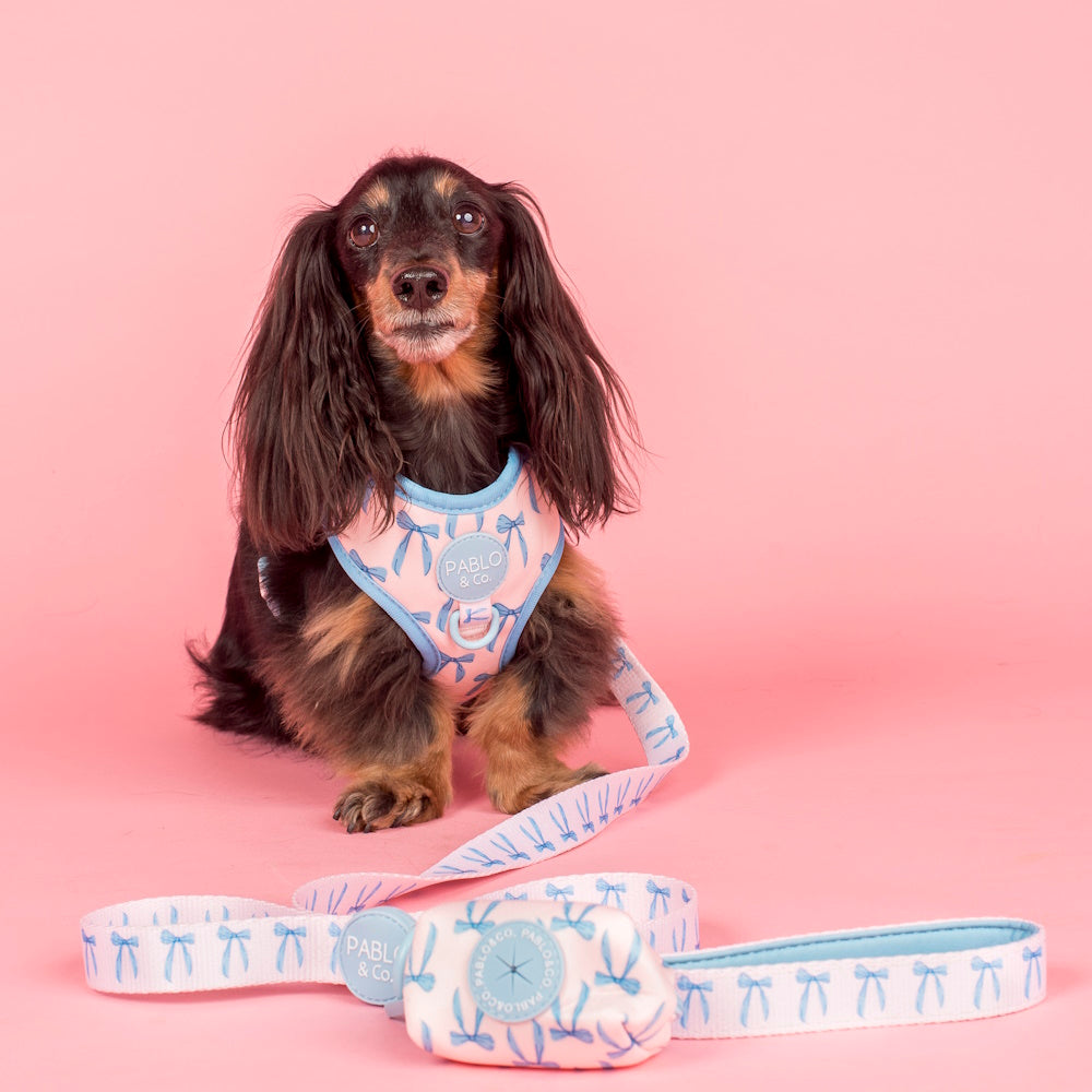 Pablo & Co Baby Blue Bows Dog Leash