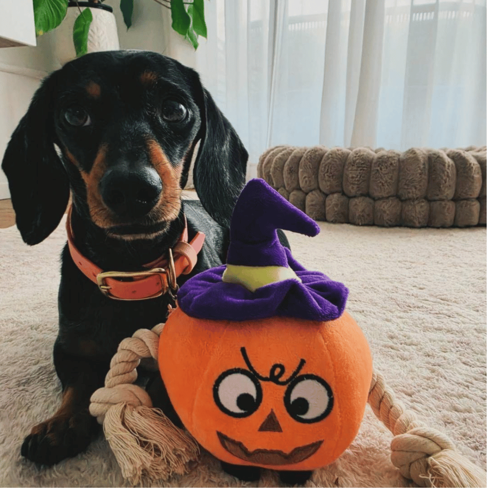 Witchy Pumpkin Rope Plush Dog Toy