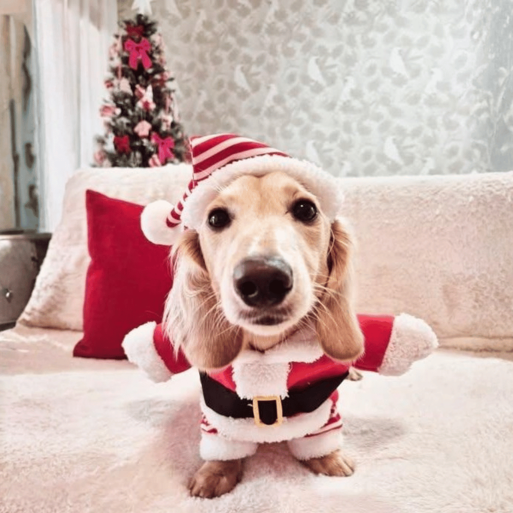 Santa Claus Upright Dog Costume