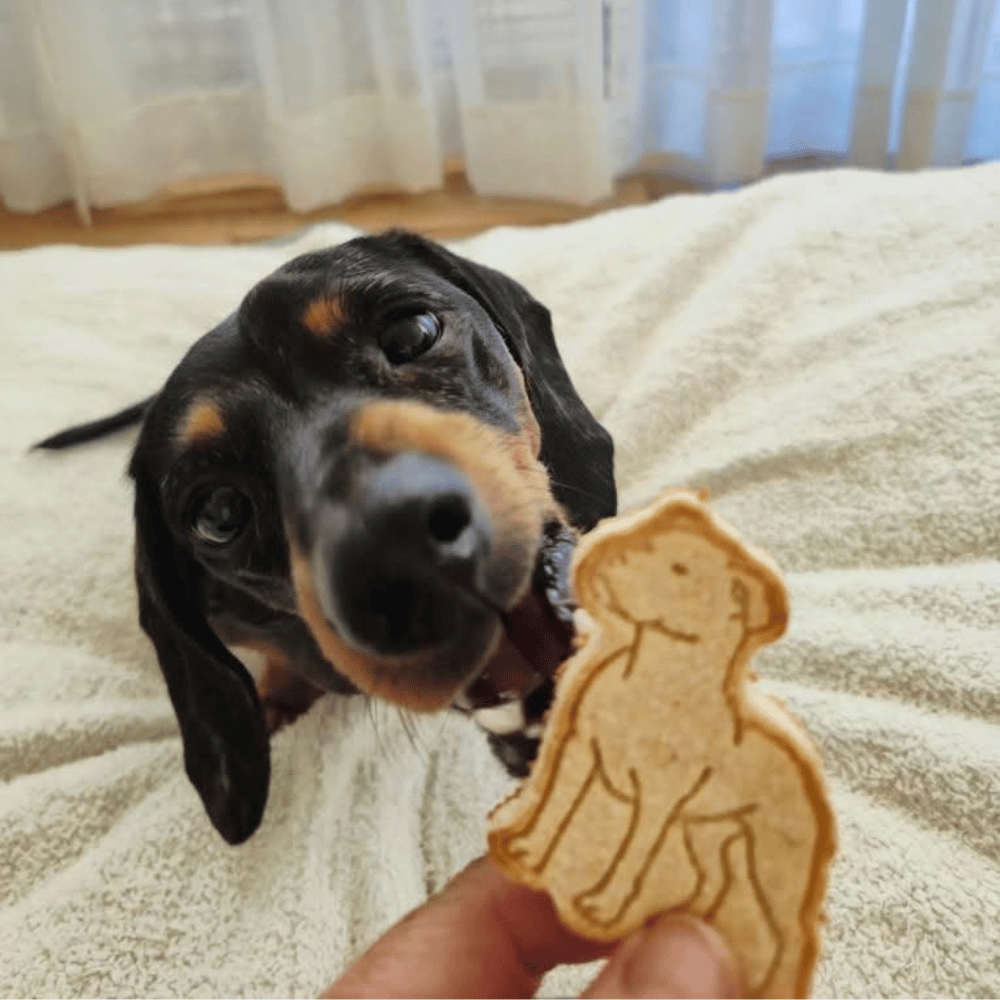 Dogs Cookie Cutter Embosser Set 6pcs