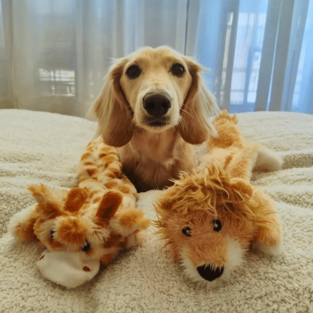 Floppy Lion Plush Dog Toy