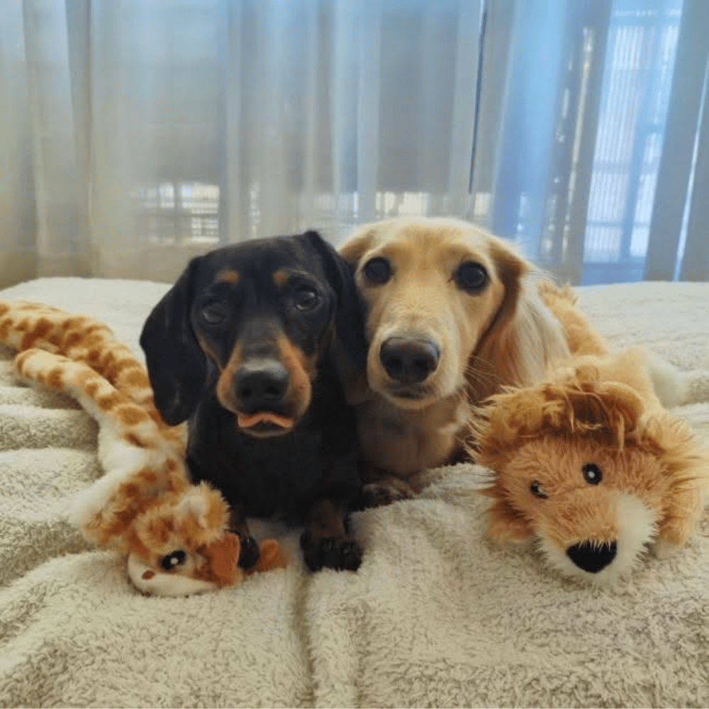Floppy Lion Plush Dog Toy