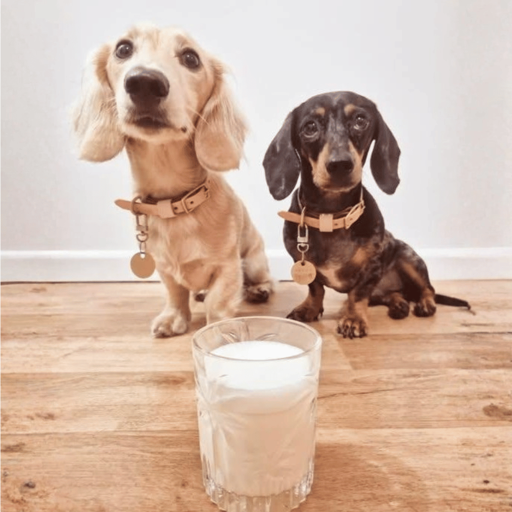 L'Barkery Puppicino Eggnog Shot