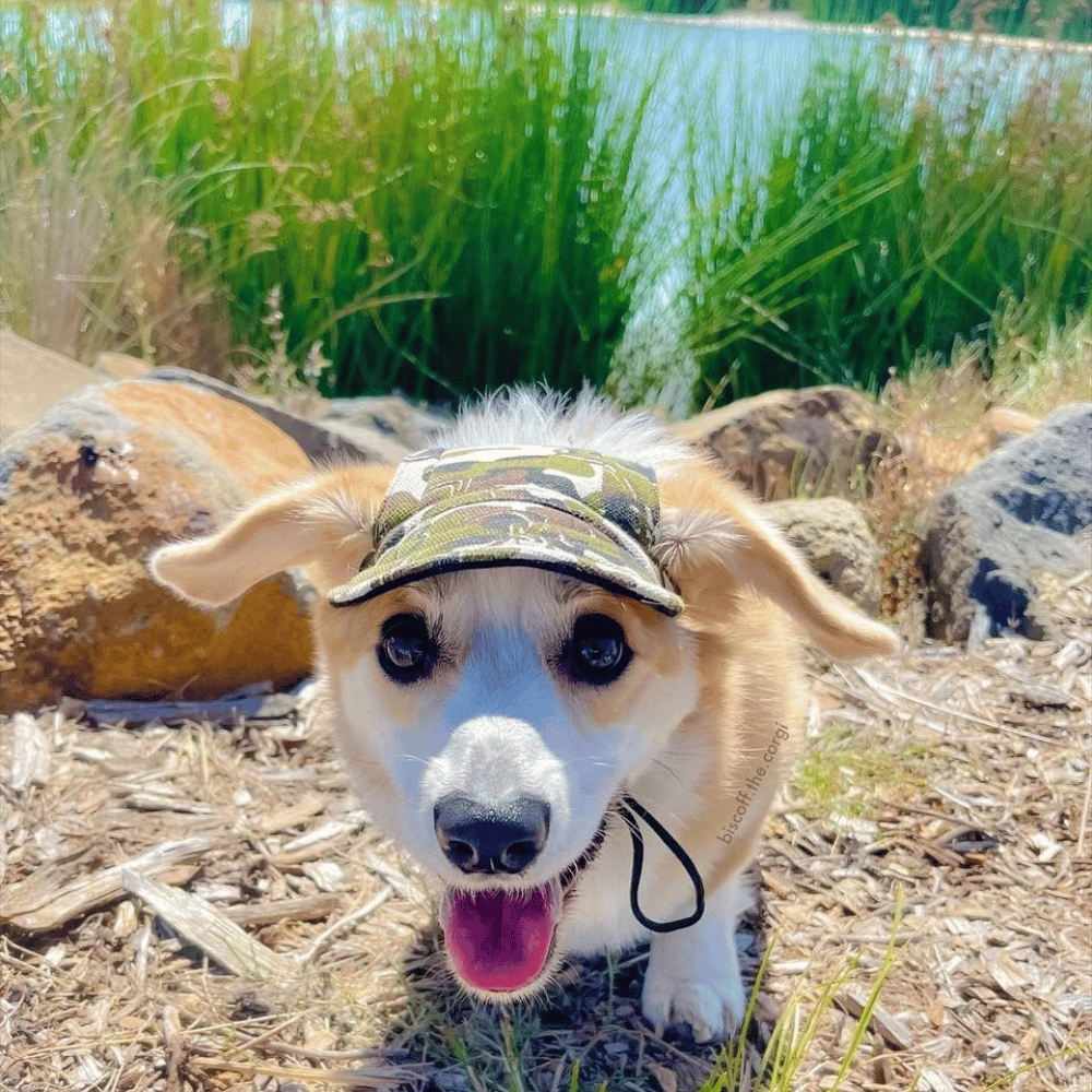 Dog Cap - Camouflage