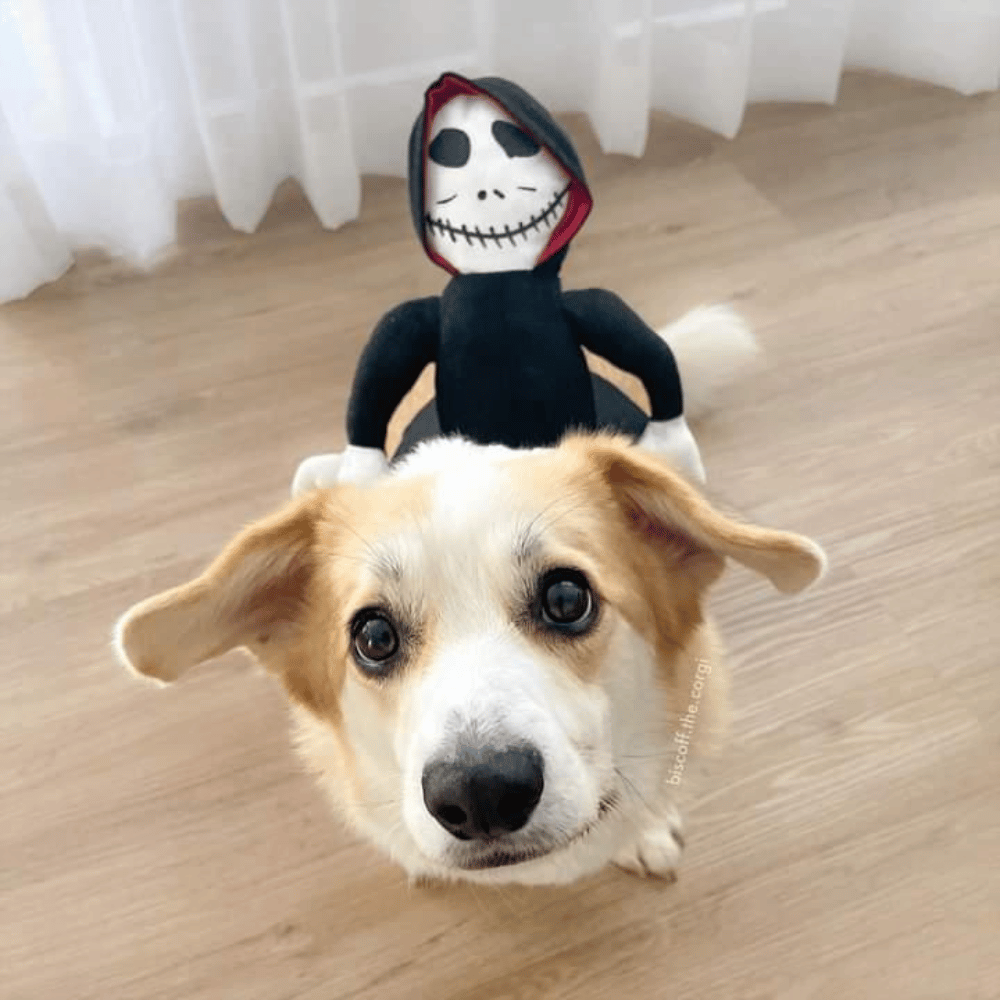 Ghoul Ride-On Dog Costume