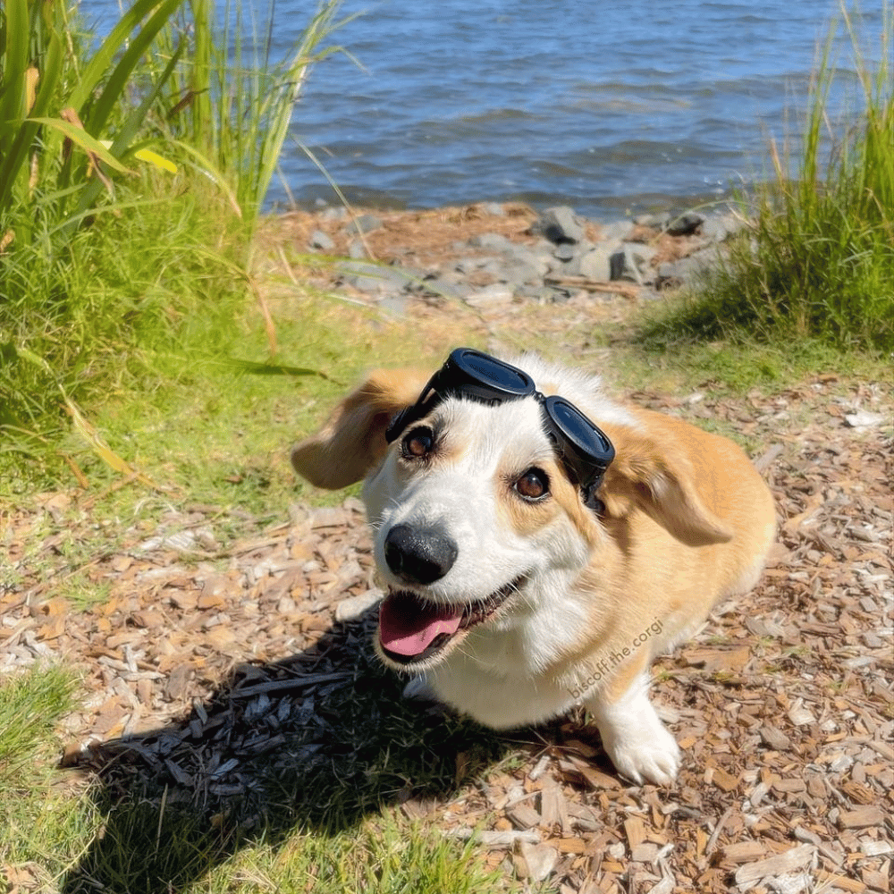 Jelly Bean Dog Goggles