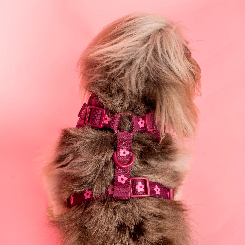 Pablo & Co Bloom Baby Bloom Adjustable Harness Velvet