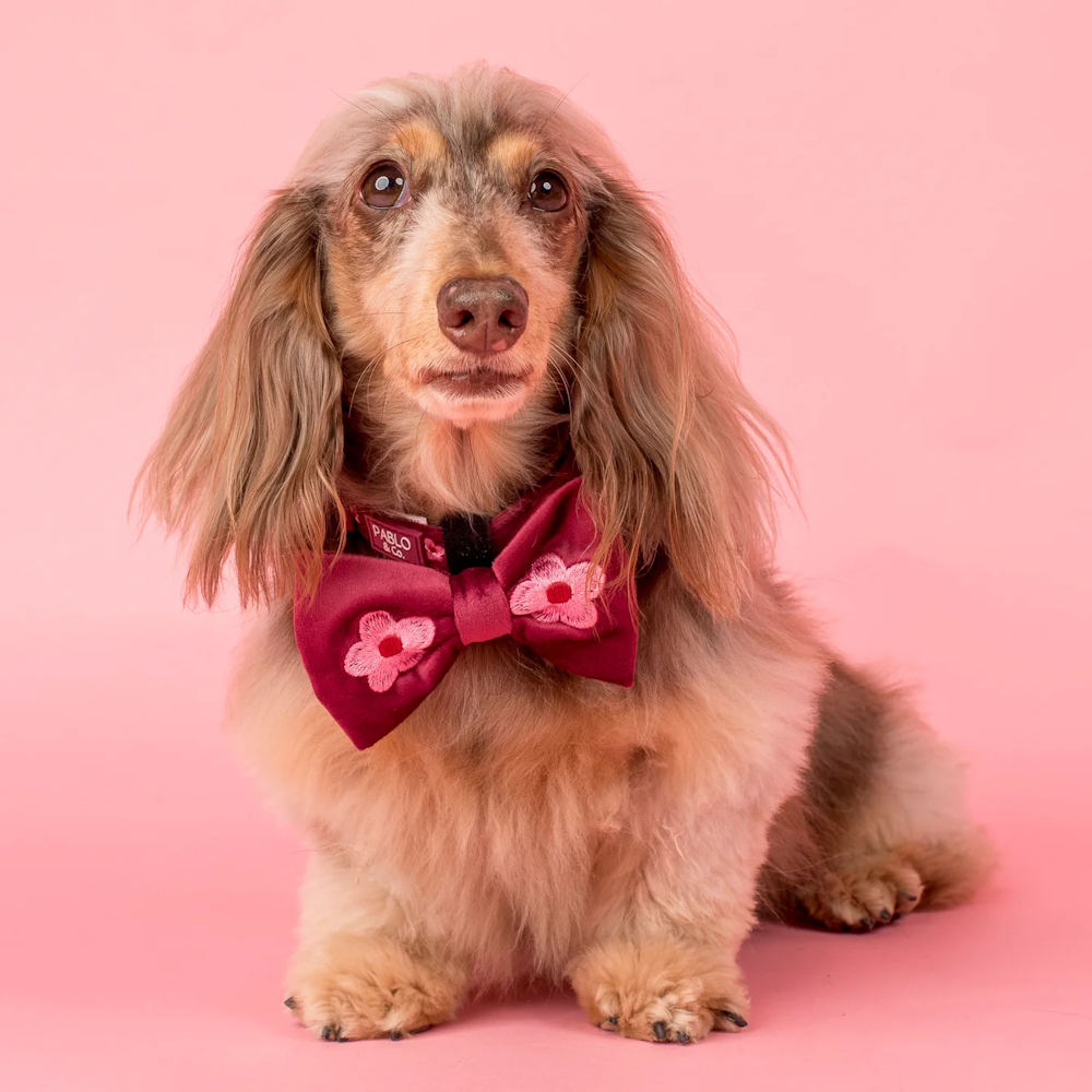 Pablo & Co Bloom Baby Bloom Bow Tie Velvet