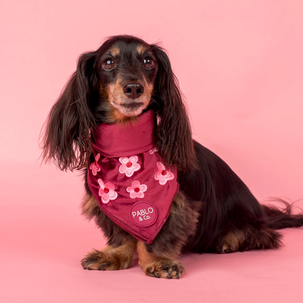 Pablo & Co Bloom Baby Bloom Bandana Velvet
