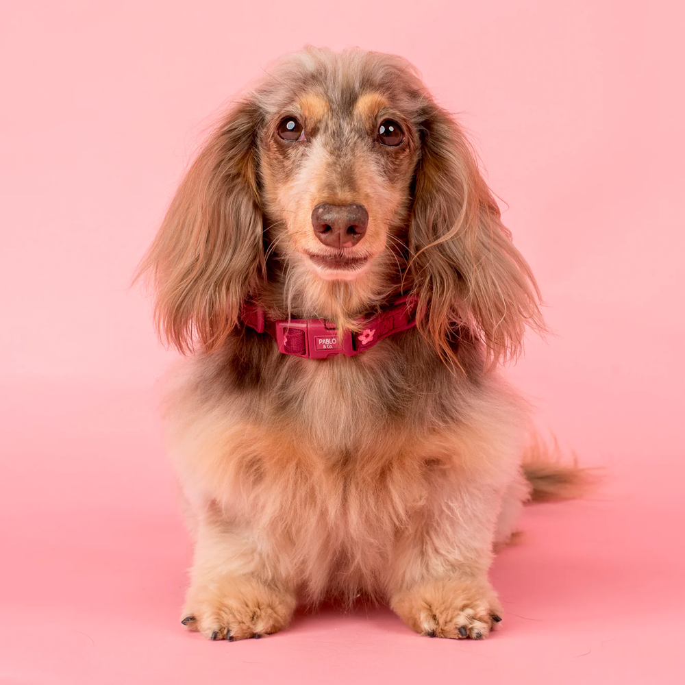 Pablo & Co Bloom Baby Bloom Dog Collar Velvet
