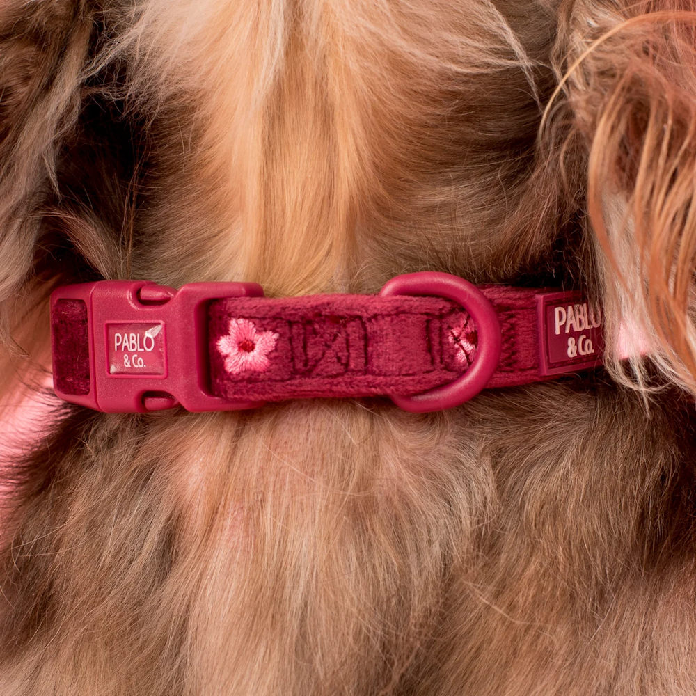 Pablo & Co Bloom Baby Bloom Dog Collar Velvet