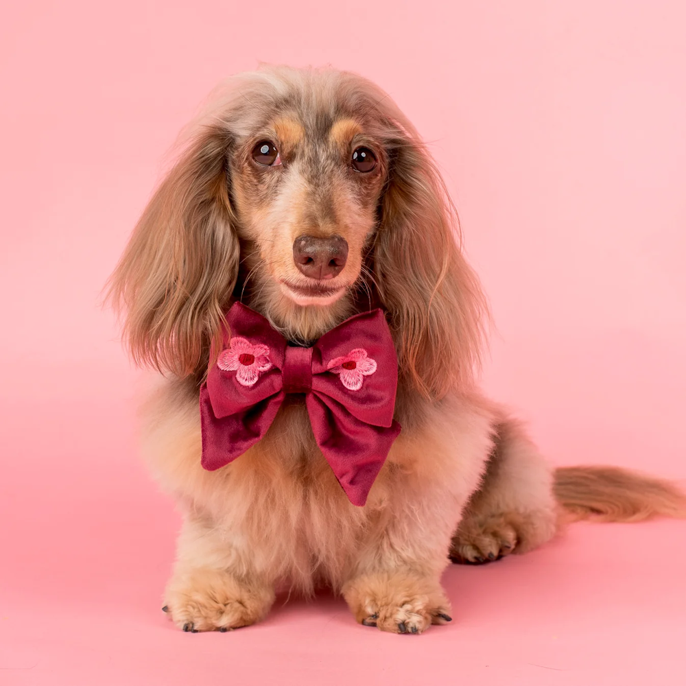 Pablo & Co Bloom Baby Bloom Sailor Bow Velvet