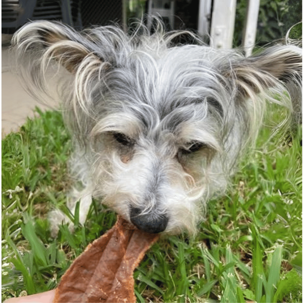 L'Barkery Pawviar