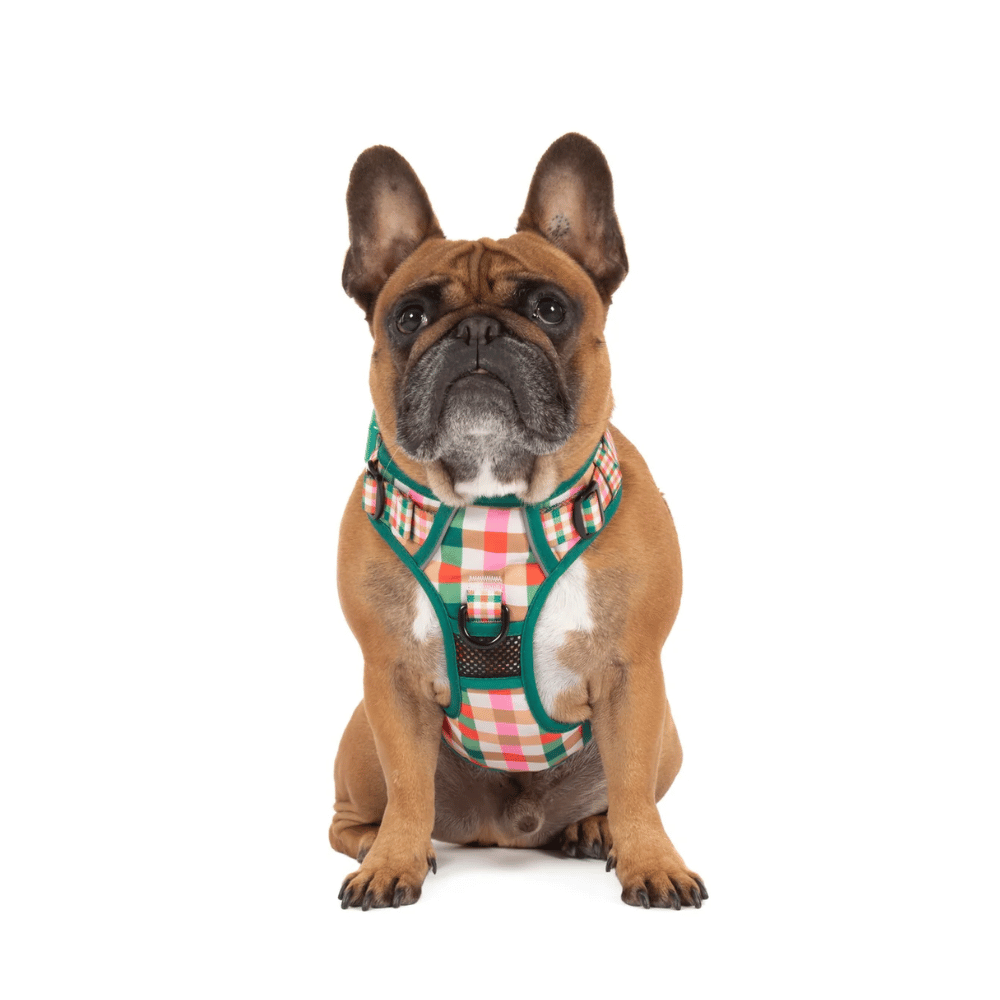 Big & Little Dogs Candy Lane Plaid All Rounder Harness