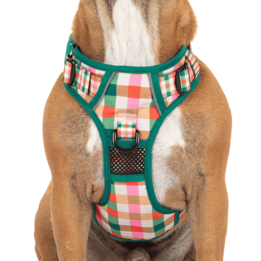Big & Little Dogs Candy Lane Plaid All Rounder Harness