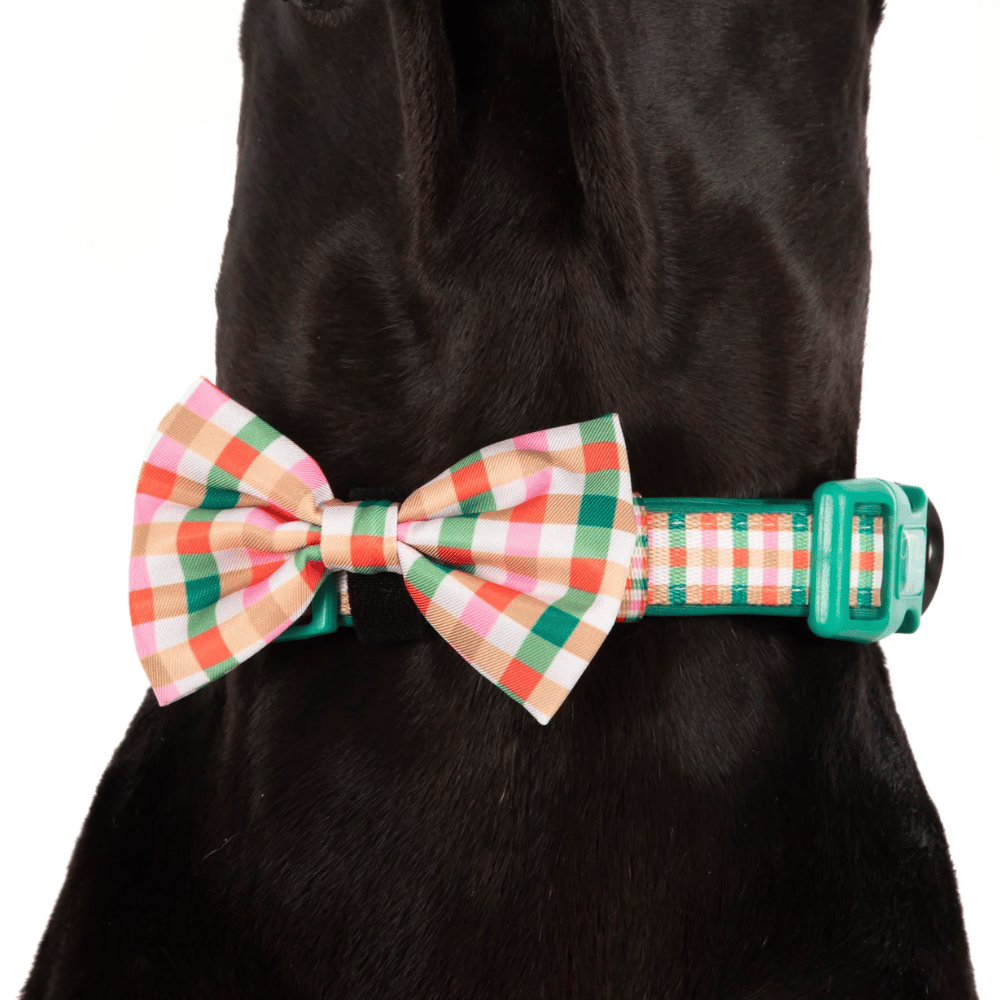 Big & Little Dogs Candy Lane Plaid Collar & Bow Tie