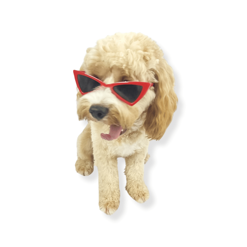 Cat-Eye Dog Sunglasses