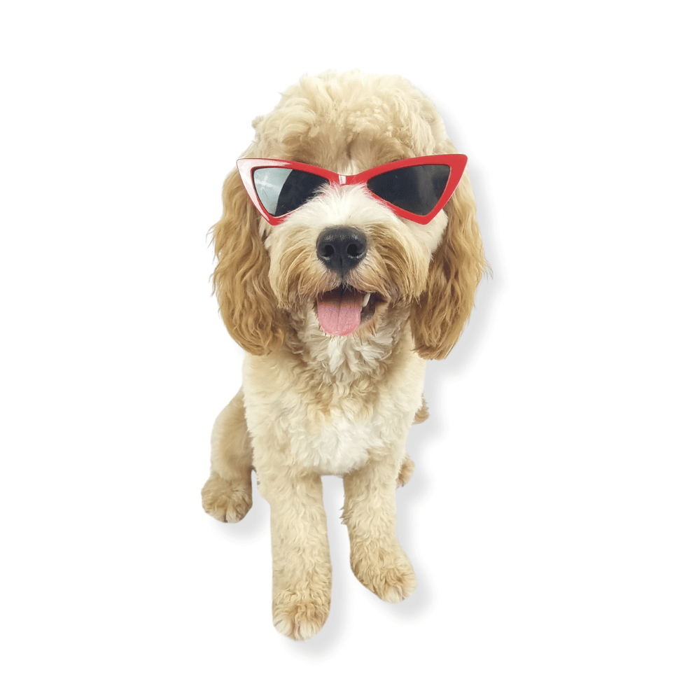 Cat-Eye Dog Sunglasses