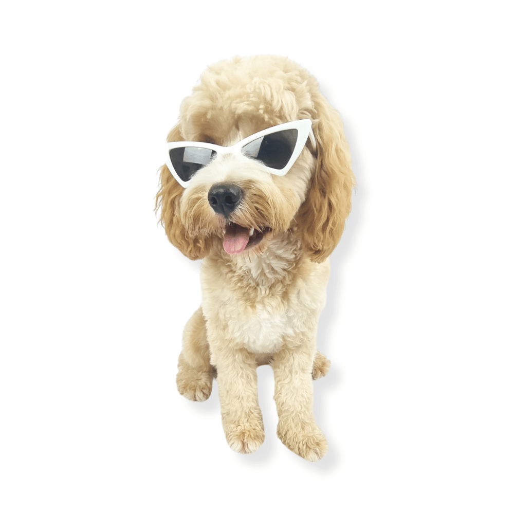 Cat-Eye Dog Sunglasses