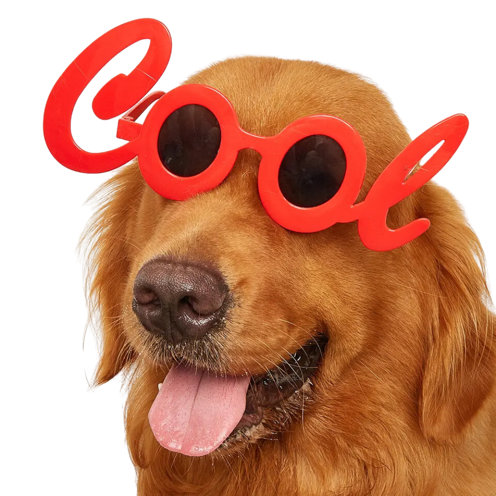 Cool Dog Glasses