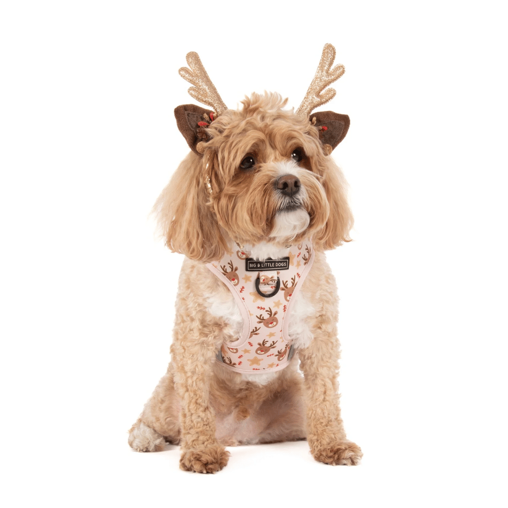 Big & Little Dogs Dashing Through The Stars Adjustable Harness