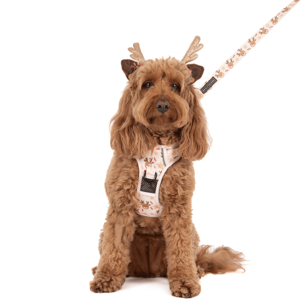 Big & Little Dogs Dashing Through The Stars All Rounder Harness