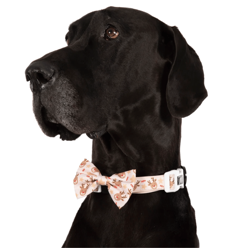 Big & Little Dogs Dashing Through The Stars Collar & Bow Tie