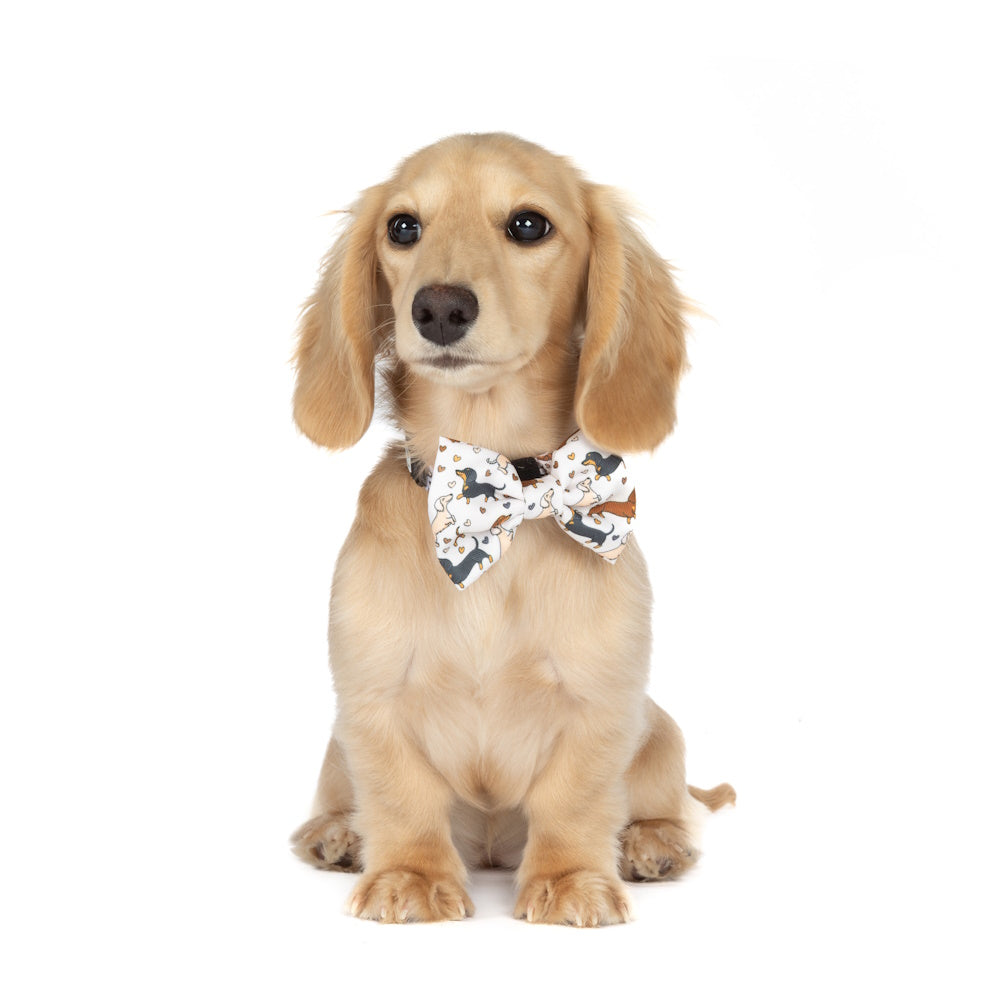 Big & Little Dogs Dashie Lovers Collar & Bow Tie
