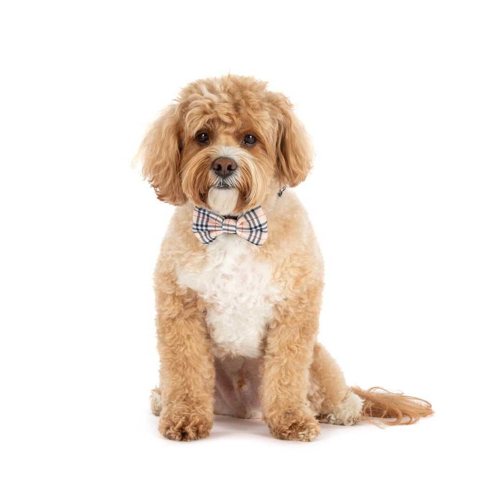 Big & Little Dogs Nova Plaid Collar & Bow Tie