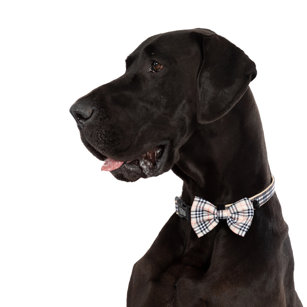 Big & Little Dogs Nova Plaid Collar & Bow Tie