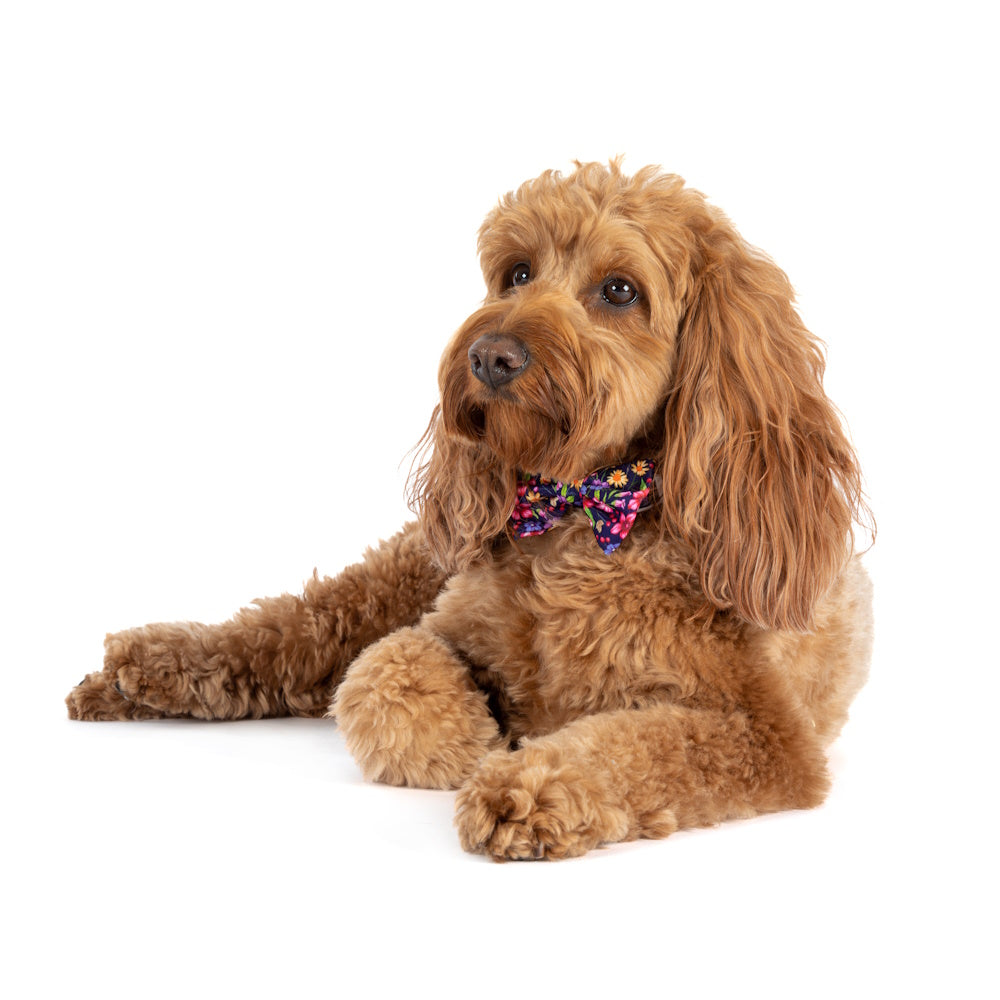 Big & Little Dogs Petal Paradise Collar & Bow Tie