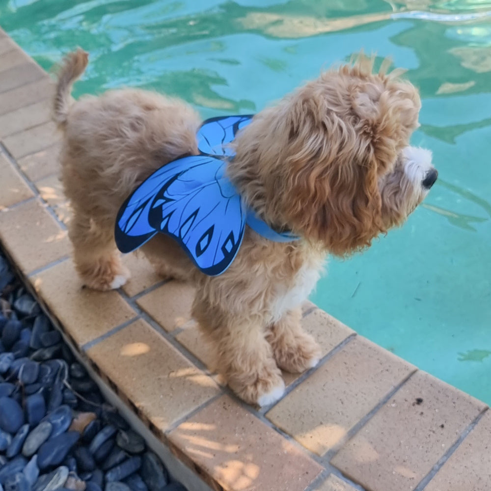 Dog Butterfly Wings