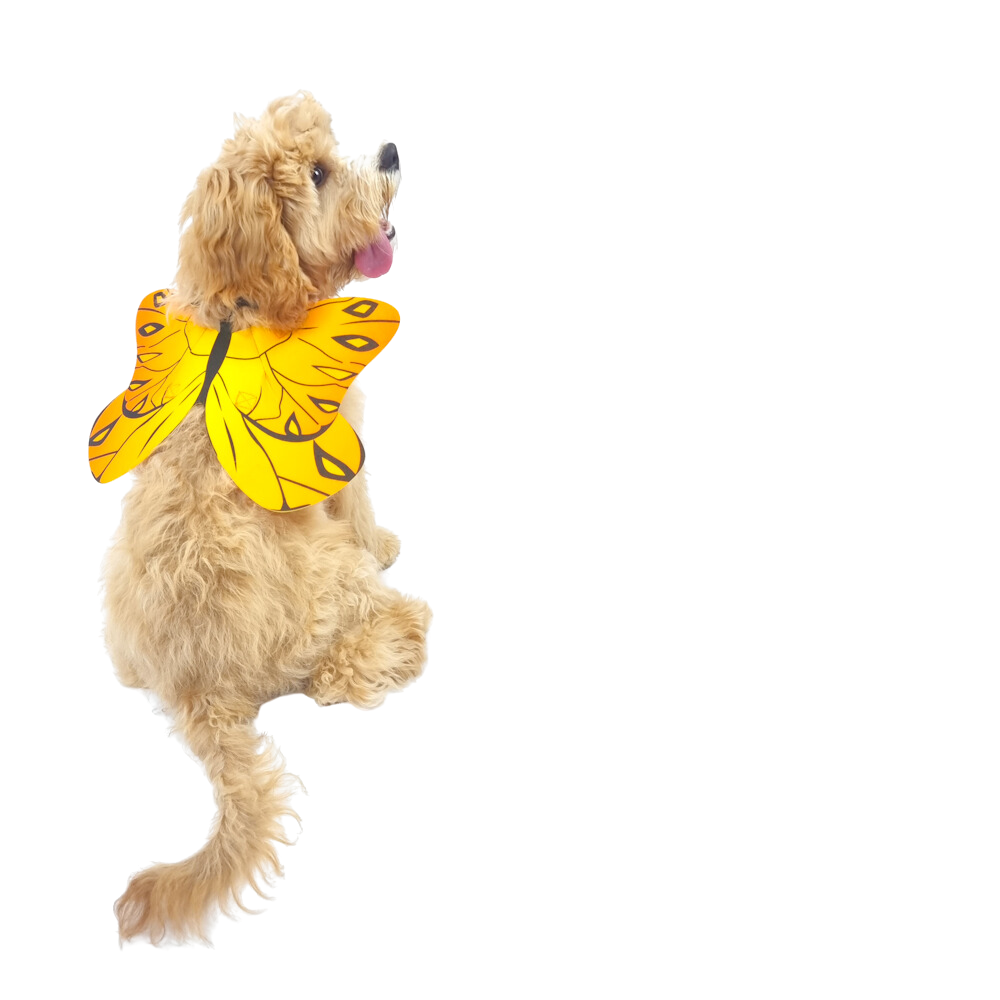 Dog Butterfly Wings