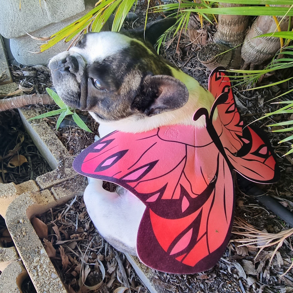 Dog Butterfly Wings