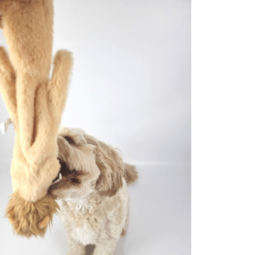 Floppy Lion Plush Dog Toy