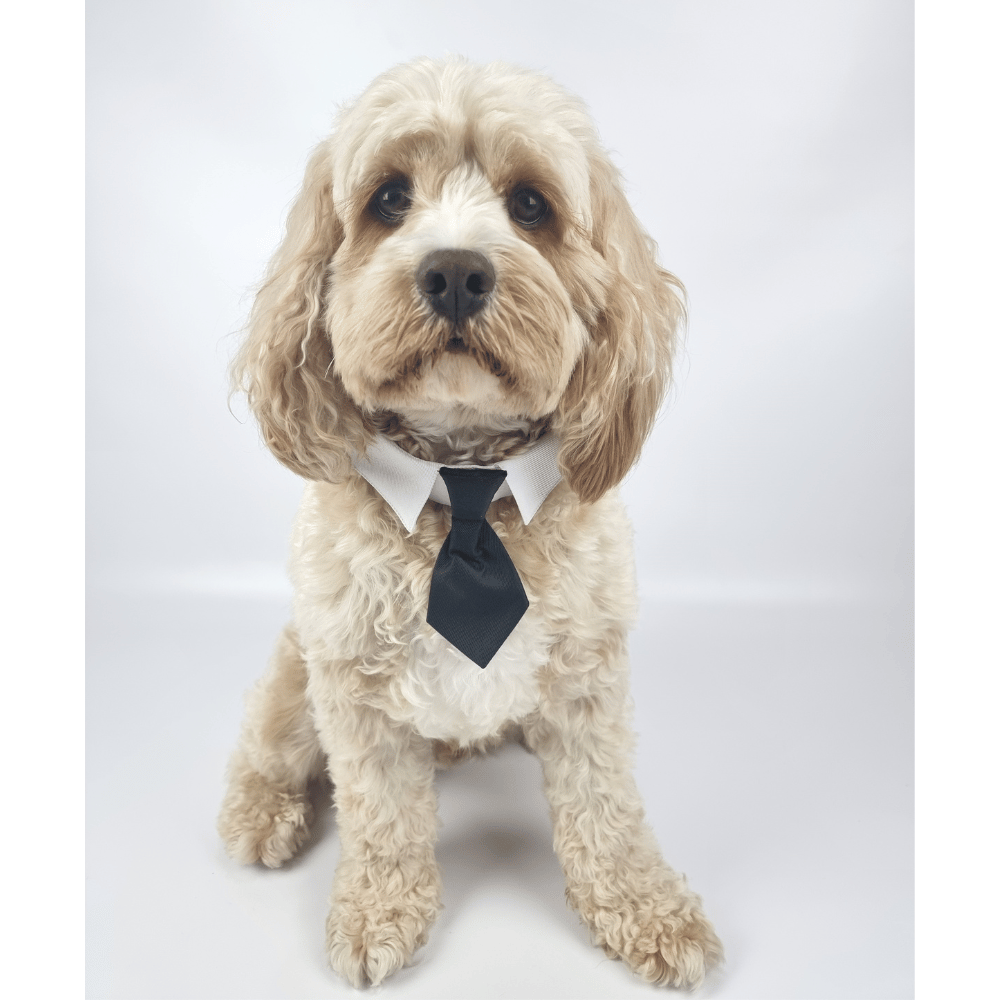 Formal Suit Tie Dog Collar