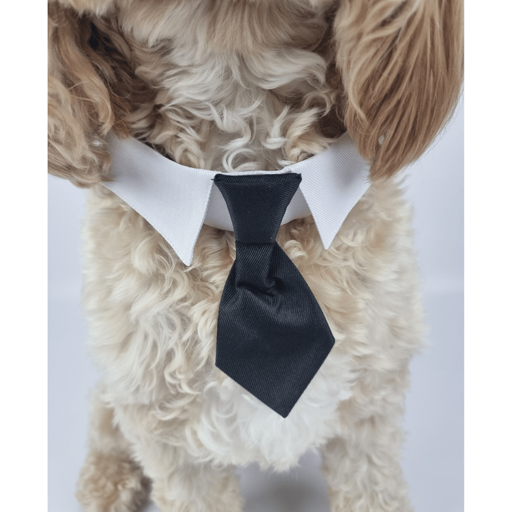 Formal Suit Tie Dog Collar