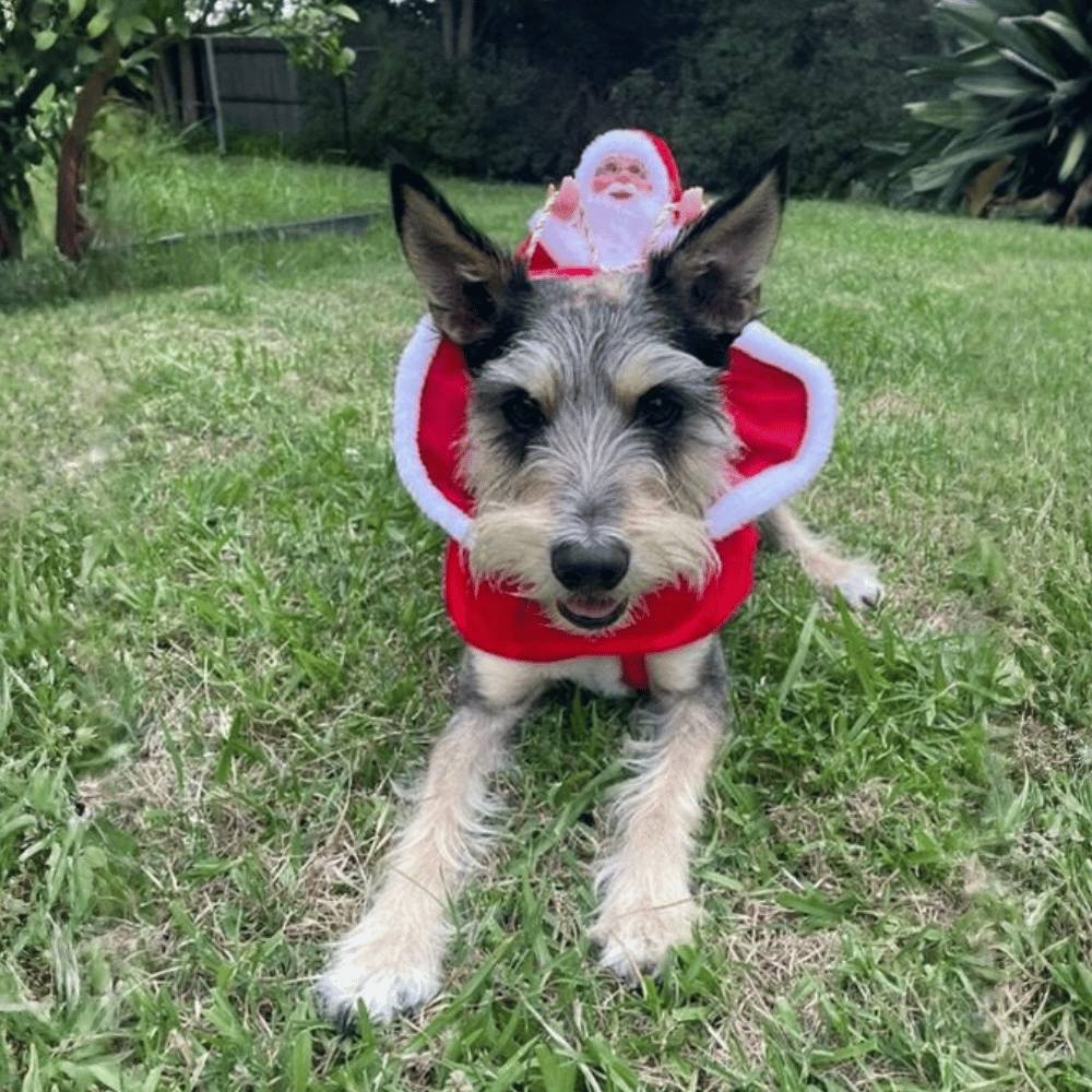Santa Claus Doggy Sleigh Costume