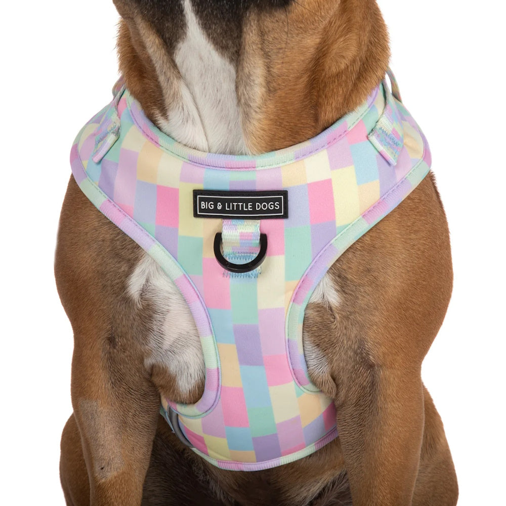 Big & Little Dogs Gelato Adjustable Harness