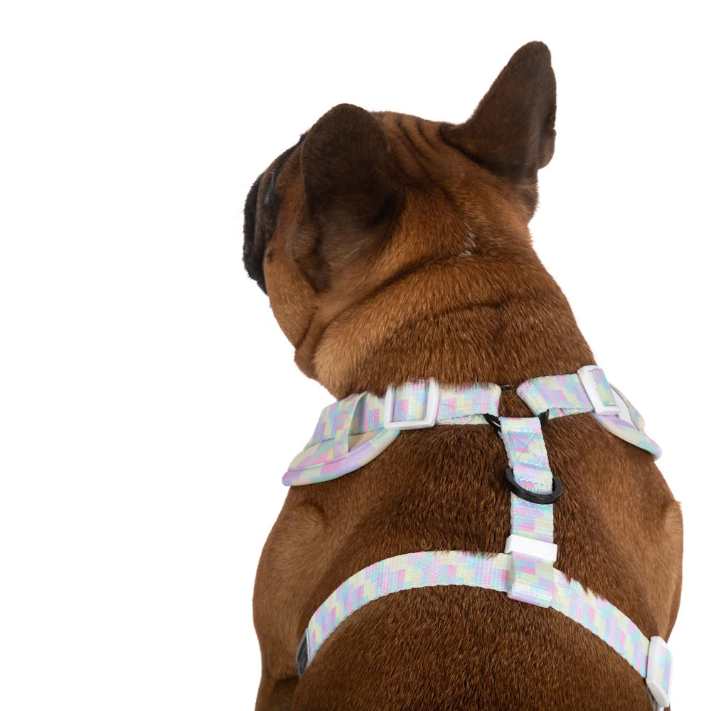 Big & Little Dogs Gelato Adjustable Harness