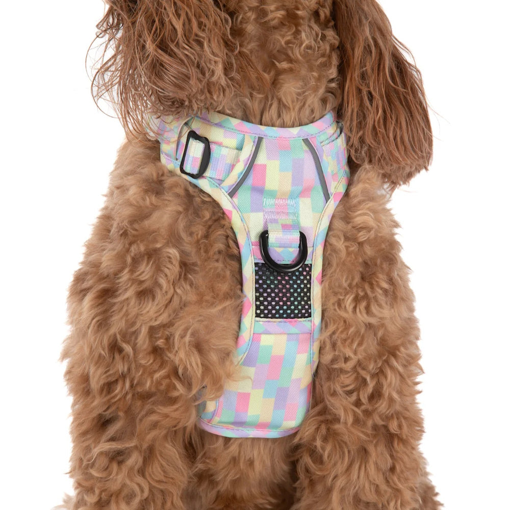 Big & Little Dogs Gelato All Rounder Harness