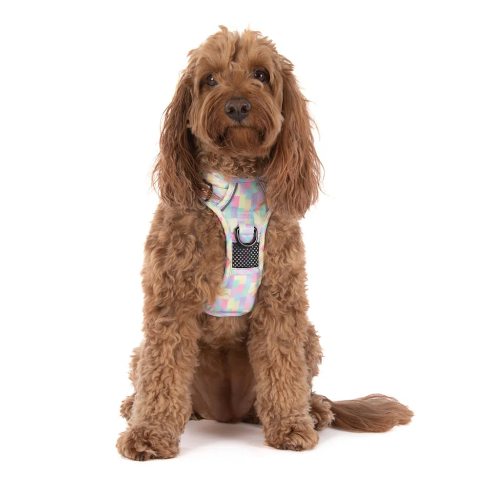 Big & Little Dogs Gelato All Rounder Harness