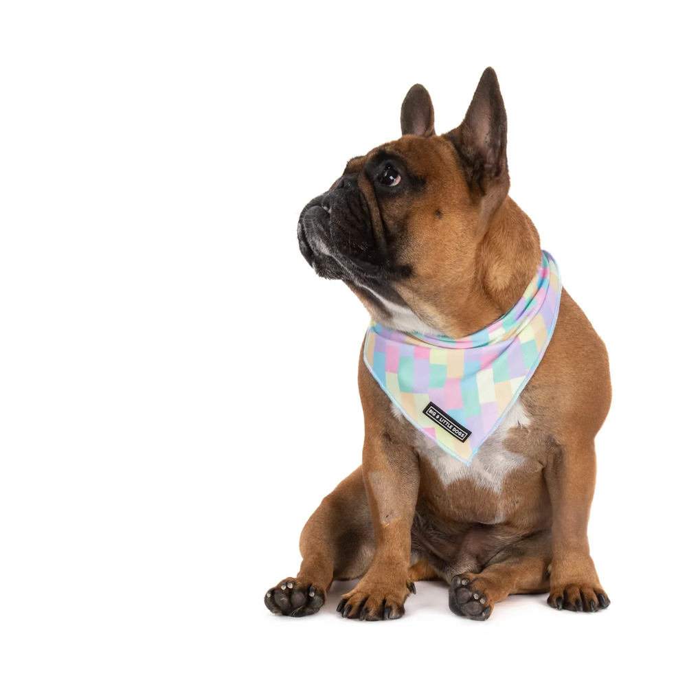 Big & Little Dogs Gelato Bandana